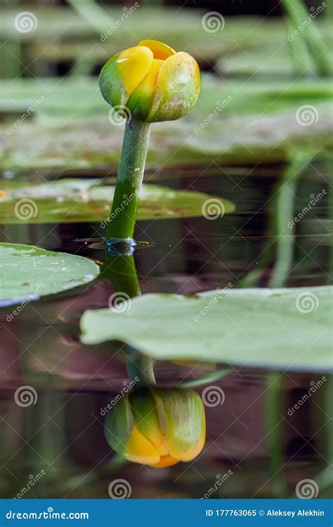 Flower Of Yellow Water Lily Reflected In A Water Stock Image Image