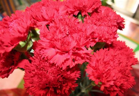 Vista superior de belas flores de cravo rosa e branco e cartão com letras de primavera em armação redonda no fundo rosa. Cravo Gigante Vermelho Sementes P/ Mudas Flor Craveiro - R ...