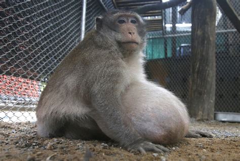 Thailands Chunky Monkey On Diet After Gorging On Junk Food Mpr News