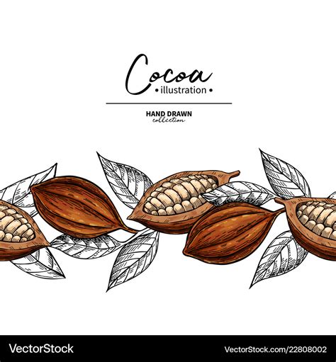 Cocoa Border Superfood Drawing Template Royalty Free Vector