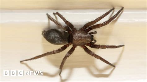 Police In Sydney Called After Man Chasing Spider Mistaken For Domestic