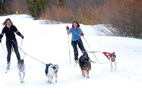 Winter Fun Dog Skiing And Sledding