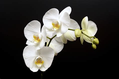 Flower Power What Makes Orchids Special Gildshire