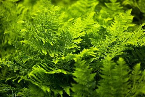 Lady Ferns Plant Care And Growing Guide