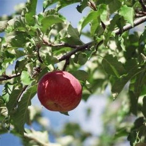 It has been in use for well over a century in commercial orchards, and is still regularly used today. Homemade Dormant Oil Spray for Fruit Trees | Fruit trees ...