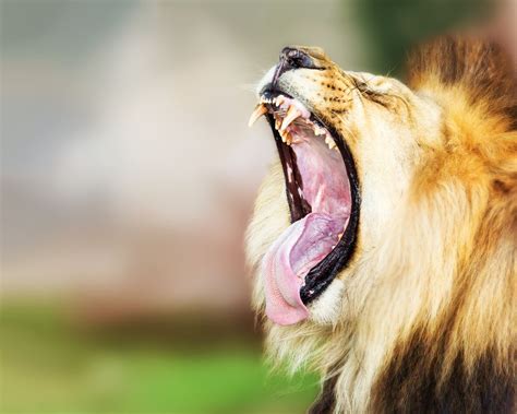 Yawning Before Dinner 15 Captivating Photos Of Animals