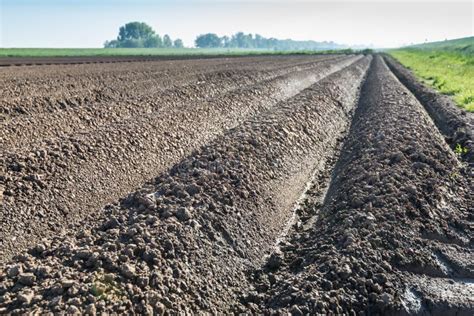 Potato Ridges Shortly Before Harvest Stock Photo Image Of Farmland