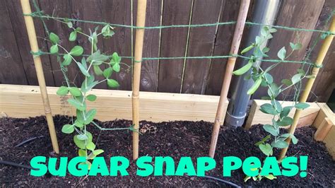 Sugar Snap Peas Growing Season