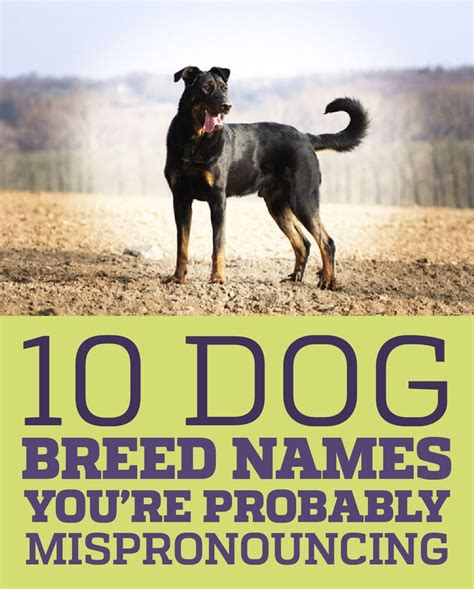 10 Dog Breed Names Youre Probably Mispronouncing Dog Breed Names