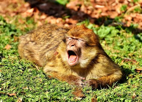Hd Wallpaper Brown Primate Opening Showing Teeth While Lying On Ground