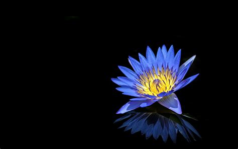 Water Lilly 4k Wallpaper Blue Flower Black Background Reflection 5k