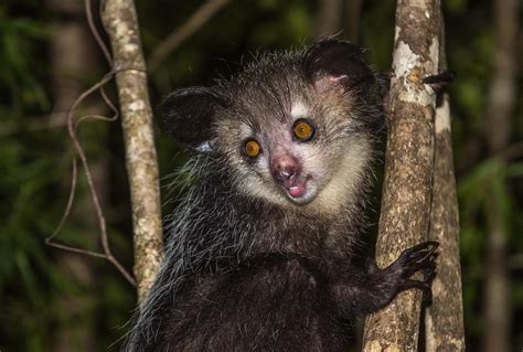 Lemurs Aye Ayes New England Primate Conservancy