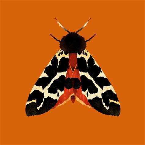 Moths On Behance Moth Art Insect Art Moth Illustration