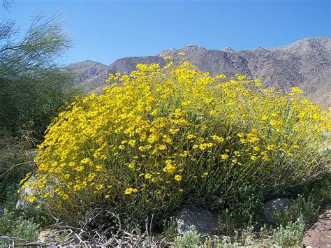 Yellow Flower Bush Anza Borrego Desert State Park Lsve5ls Flickr