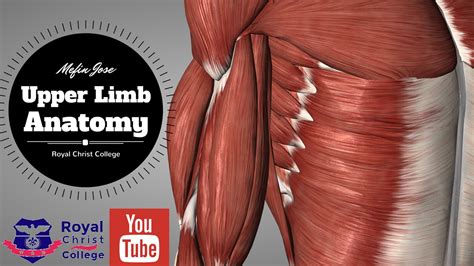 The muscles of your body perform a variety of vital functions. Upper Limb Muscle Anatomy | 3D Anatomy with Actions of ...