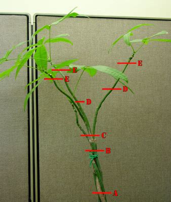 We did not find results for: Pachira (money tree) trimming, rooting, and replanting.