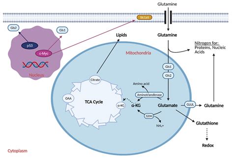Cells Free Full Text Mechanisms Of Metabolic Reprogramming In
