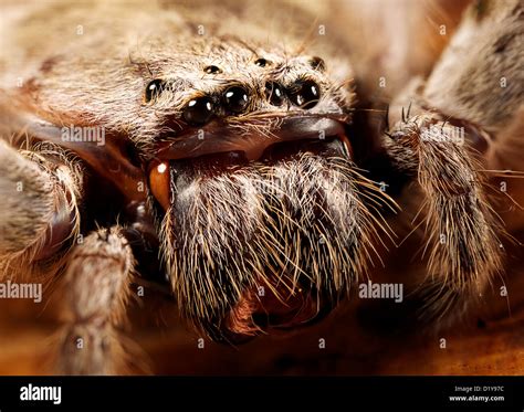Huntsman Spider Australia Hi Res Stock Photography And Images Alamy