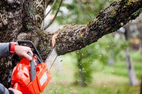 How To Cut Tall Tree Branches Michelle Hedley Blog