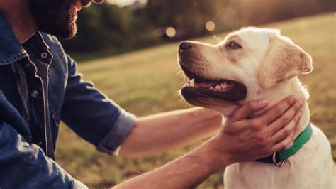 9 Benefits Of Having A Pet Dog And Cat More Than