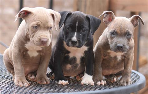 Three Cute Pit Bull Puppies Sitting On Table