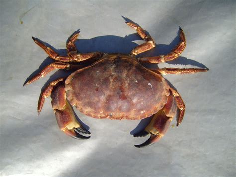Filearge Edible Crab