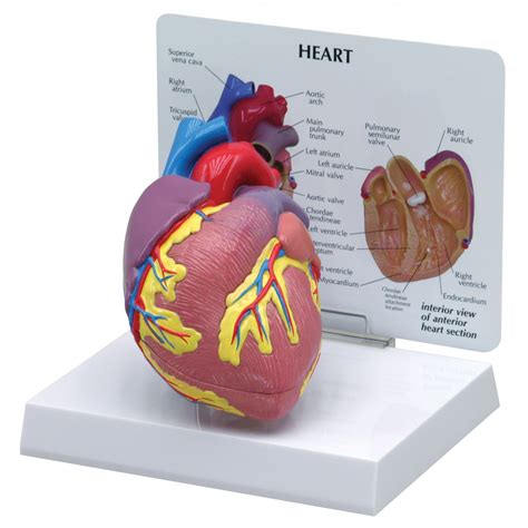 Heart Model Circulatory System Human Anatomy Biology