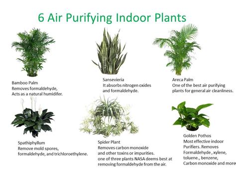 Requires less light than many of the plants on this list. Top 30 Plants to Detox Your Home. | Air cleaning plants ...