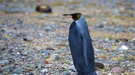 Oddly Colored Animals