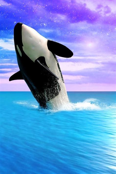 Awesome Whale Orca Whales