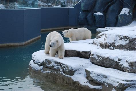 Toronto Zoo Polar Bears Andrea Darlington Flickr