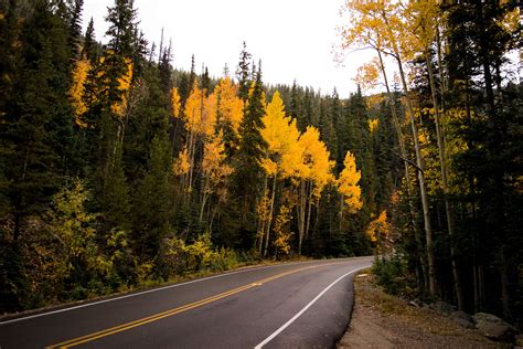 Autumn Clear Sky Conifers Curvy Road Daylight Fall Fall Leaves