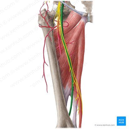 Adductor Canal Anatomy And Function Kenhub