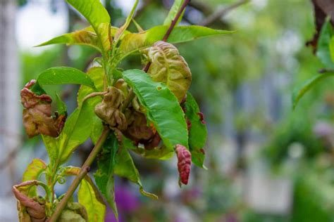 How To Treat Peach Leaf Curl Naturally Fix With Effective Home