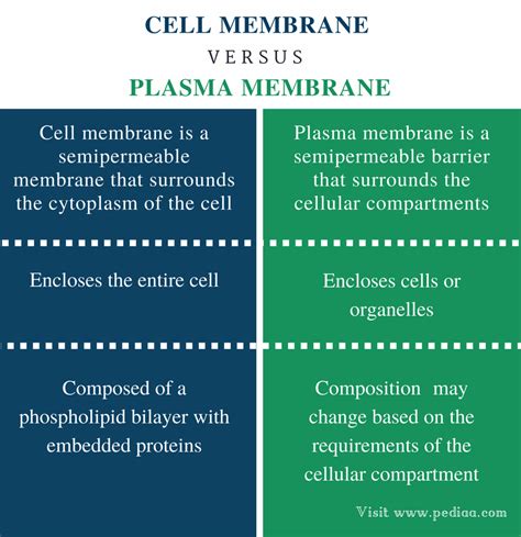 Difference Between Cell Membrane And Plasma Membrane