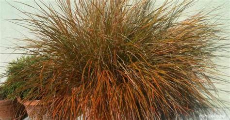 Growing Carex Testacea Orange New Zealand Sedge Care