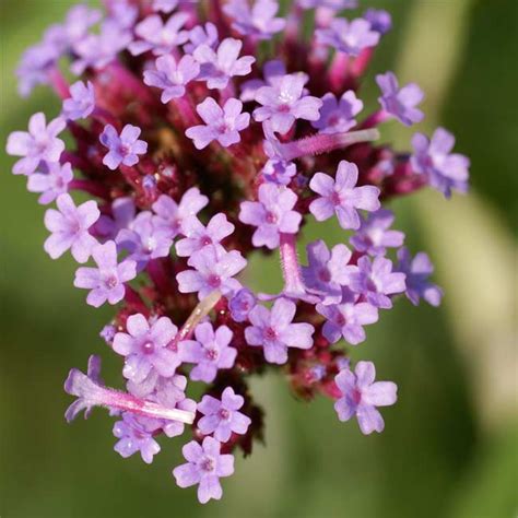 Verbena Bonariensis 500 Seeds Purpletop Vervain