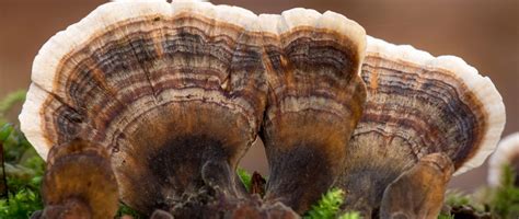 turkey tail mushroom identification a comprehensive guide natures rise