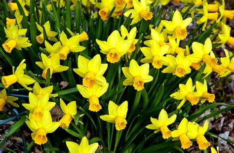 1920x1080 Resolution Daffodils Flowers Flowerbed 1080p Laptop Full Hd