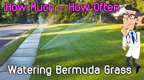 Watering Bermuda Grass Lawn Youtube