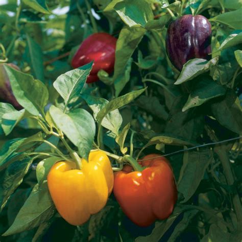 How to grow peppers ideal for late summer gardening. How to Grow Bell Peppers - FineGardening