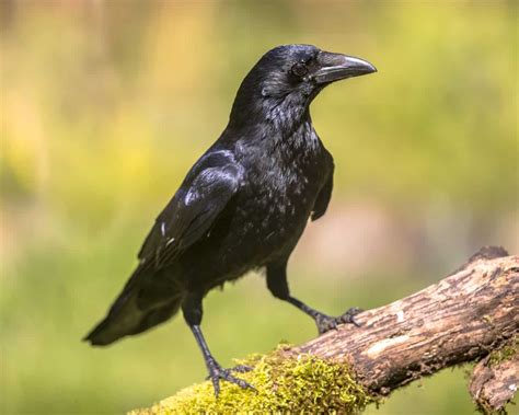20 Types Of Black Birds Our List Of What To Look Out For