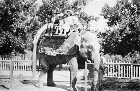 The Circus No Spin Zone Vintage Melbourne Zoo Elephant Rides