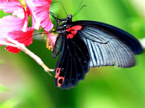 Czarny Czerwony Motyl Na Różowych Kwiaty W Blur Zielony Tło Butterfly