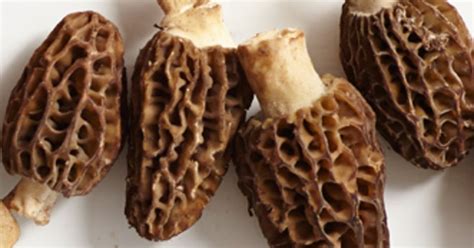 Our guide to buying, preparing, and cooking morels, plus our favorite ...