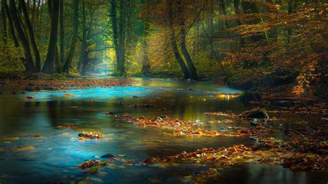 Leaves On Calm Body Of Water Surrounded With Brown Trees 4k Hd Nature