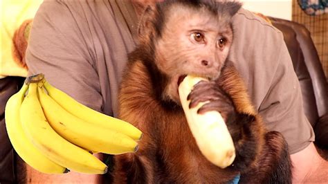 Talking Monkey Loves His Banana Youtube