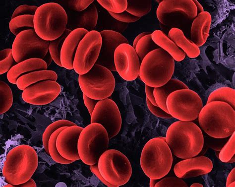 Isotonic Red Blood Cells Under Microscope