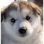 Alaskan Malamute Puppy  Puppies Pictures