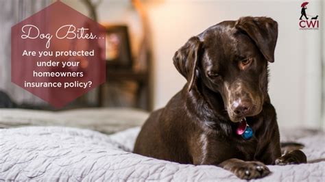 Most homeowners will definitely be familiar with home insurance. Dog Bites: Are you protected under your homeowners ...